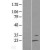 Western Blot: RGS13 Lysate [NBL1-15320] - Western Blot experiments.  Left-Control; Right -Over-expression Lysate for RGS13.